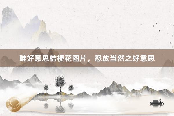 唯好意思桔梗花图片，怒放当然之好意思