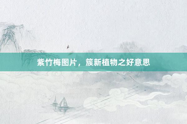 紫竹梅图片，簇新植物之好意思